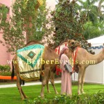 camels rentals in miami