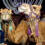 Live Camels Chris Bosh