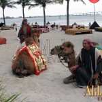 Live Camels: Mandarin Oriental