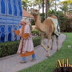 Live Camels
