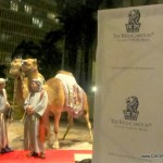 Live Camels greeting