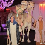 Live Camels