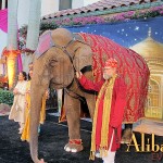 Live Elephant