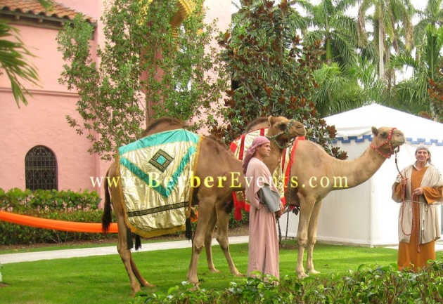 Moroccan Theme Party Ideas: Live Camels as Greeters