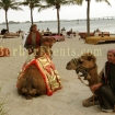 Rent a ” Live ” Camel