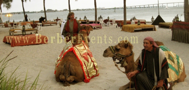 Rent a ” Live ” Camel